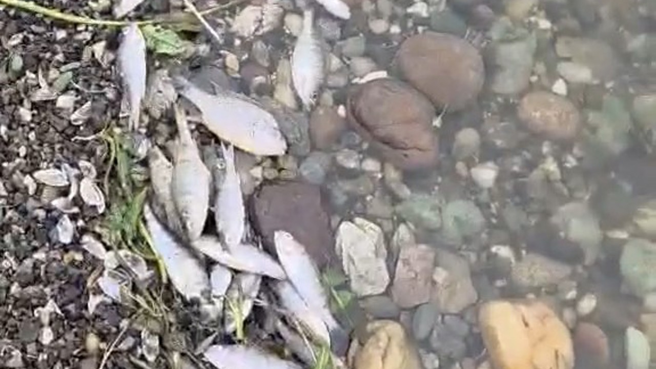 Tekirdağ Malkara’da barajda balık ölümleri tedirgin etti
