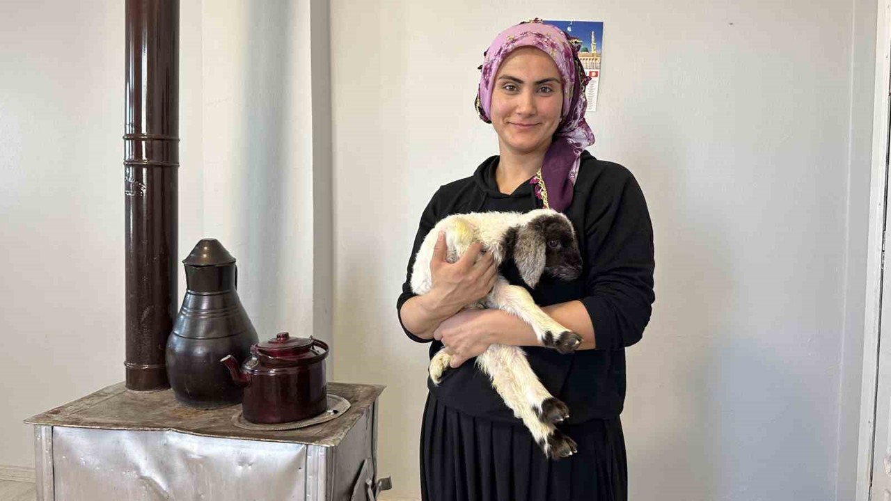 Annesiz kalan kuzu ailenin ‘Umut’u oldu
