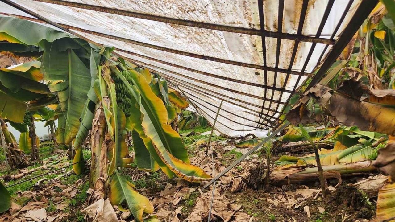 Mersin’de dolu sera çökertti, bahçelere zarar verdi
