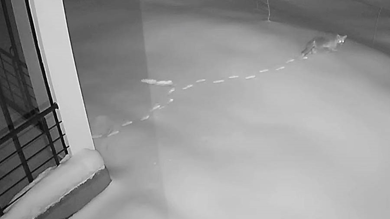 Elazığ’da aç kalan yaban hayvanları köye indi
