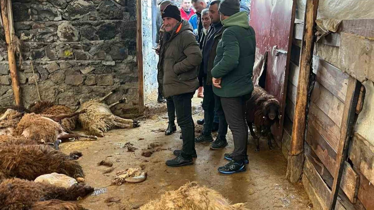 Kars’ta kurt dehşeti: Aç kurtlar 130 koyunu telef etti
