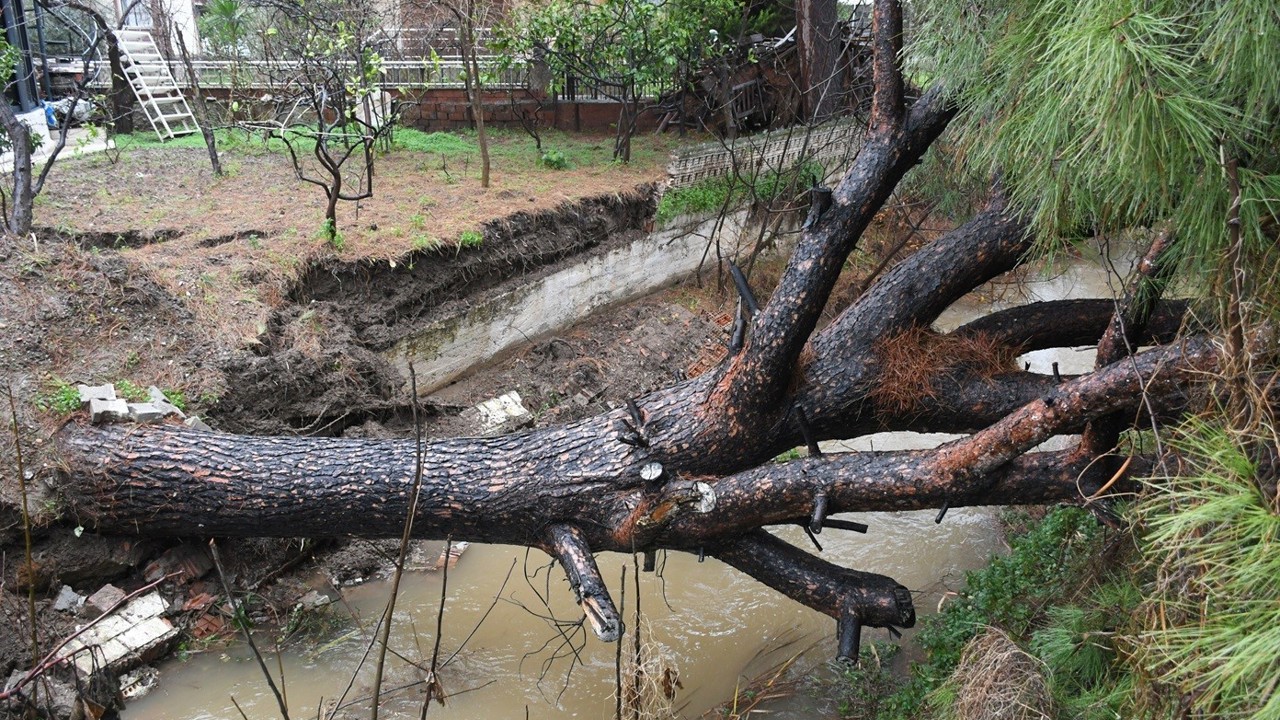 Kuşadası’nda dereye devrilen çam ağacı dere yatağını tıkadı, belediye ekipleri seferber oldu
