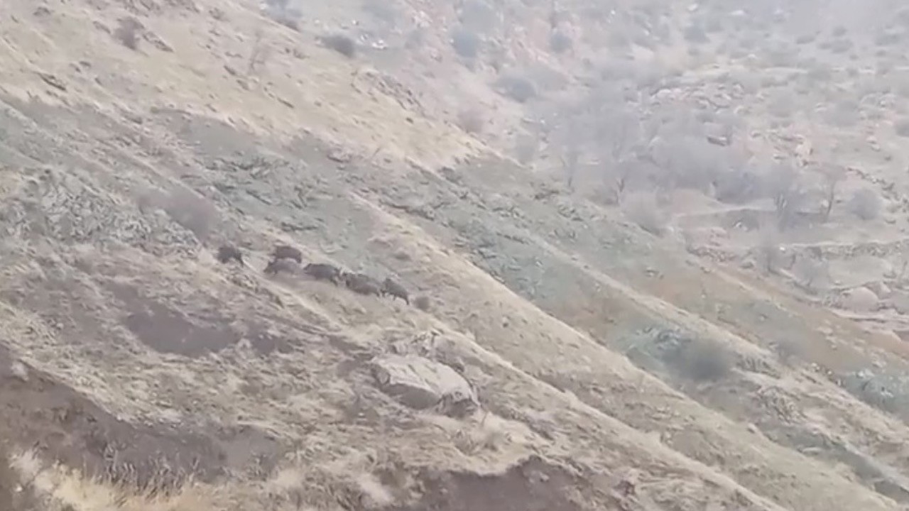 Diyarbakır’da domuz sürüsü görüntülendi
