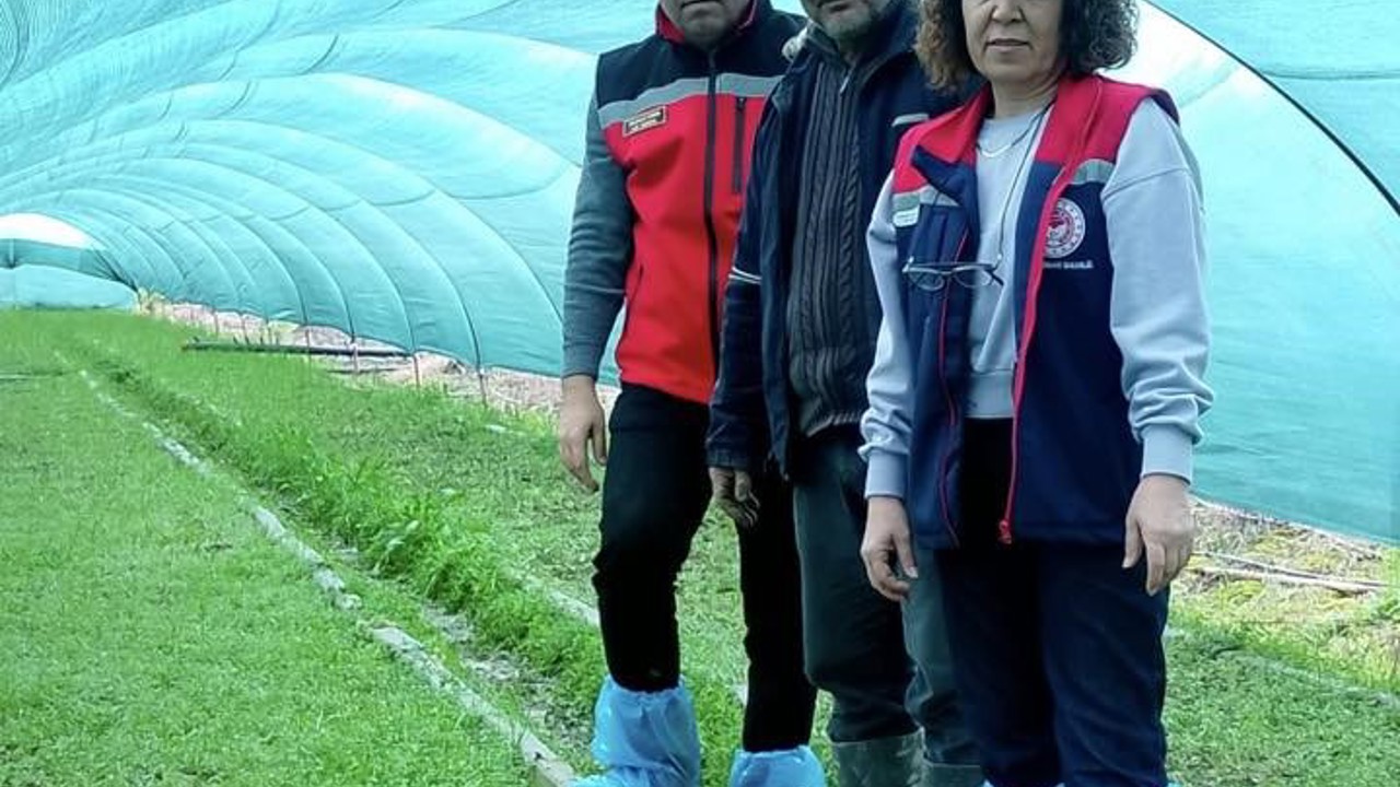 Aydın’da salep orkidesi üretimi büyüyor
