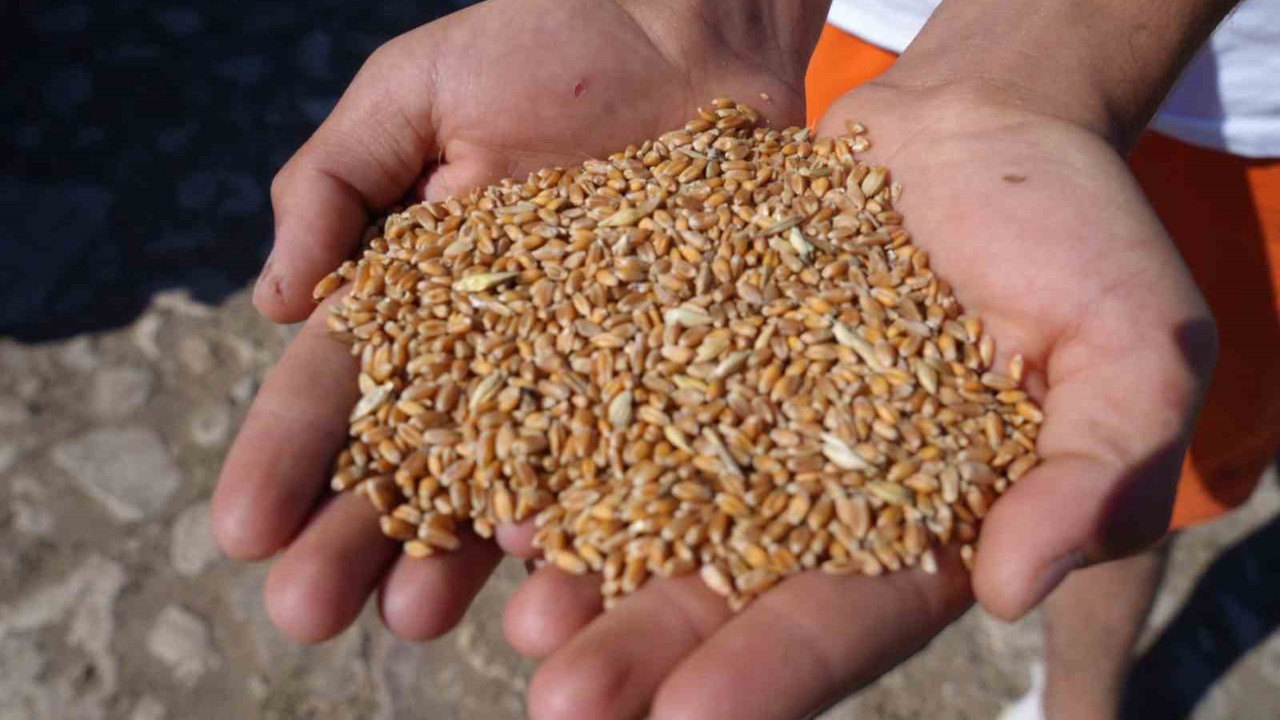 Bayburt’ta 2 bin 570 işletmeye 67 bin 294 çuval yem desteği verilecek
