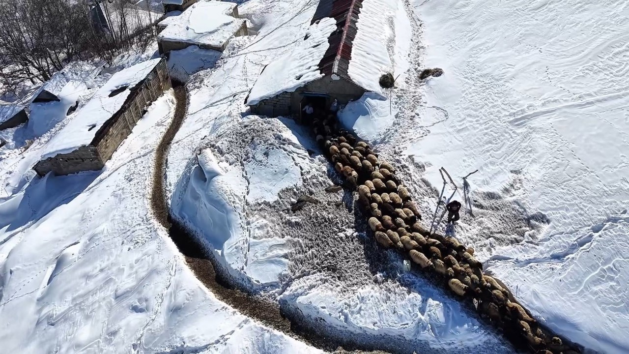 Hakkari’de 1 buçuk metreyi aşan karda çiftçilerin zorlu mesaisi sürüyor
