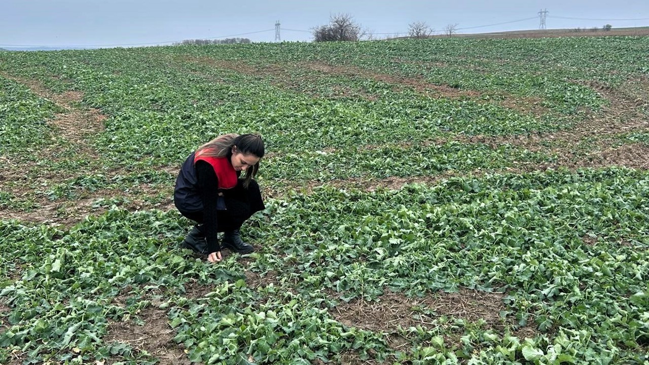 Pehlivanköy’de anıza ekim yapılan kanola tarlasında bitkinin fizyolojik gelişimi incelendi

