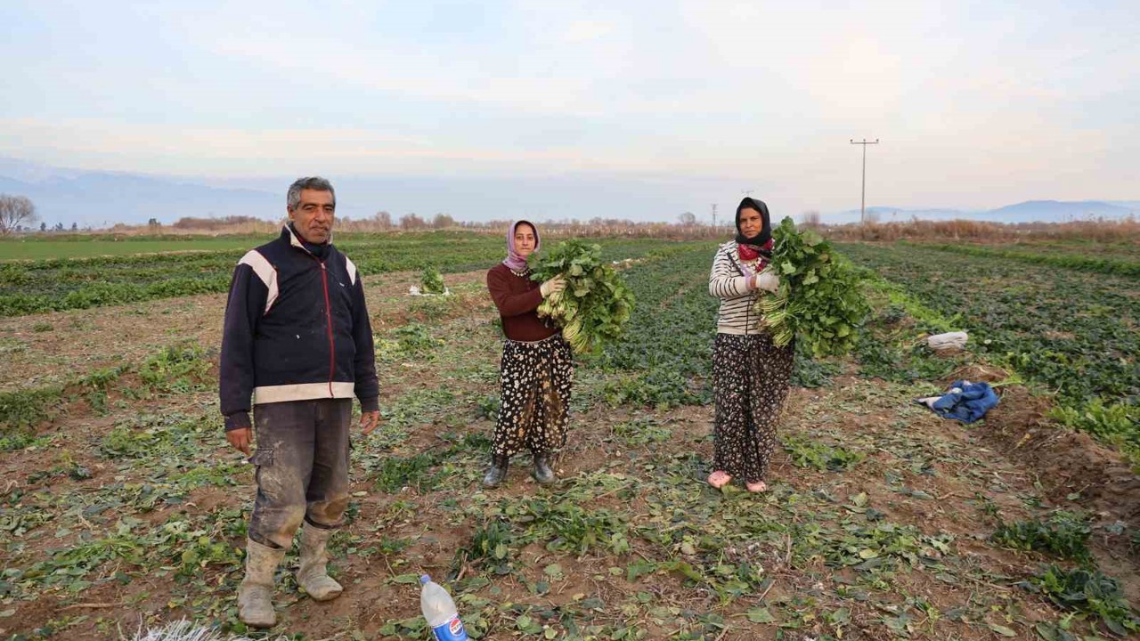 Aydın’da soğuk hava sebzeyi vurdu, tarlada verim düştü
