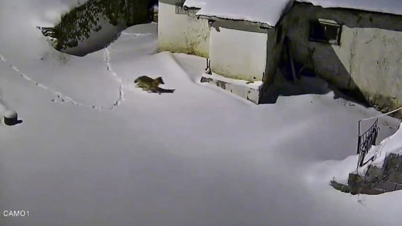 Elazığ’da evin çevresinde yiyecek arayan kurt kamerada
