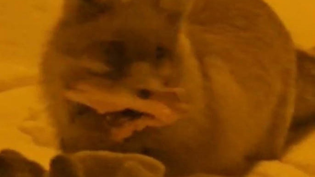 Hakkâri’de yerleşim alanına inen tilki kamerada
