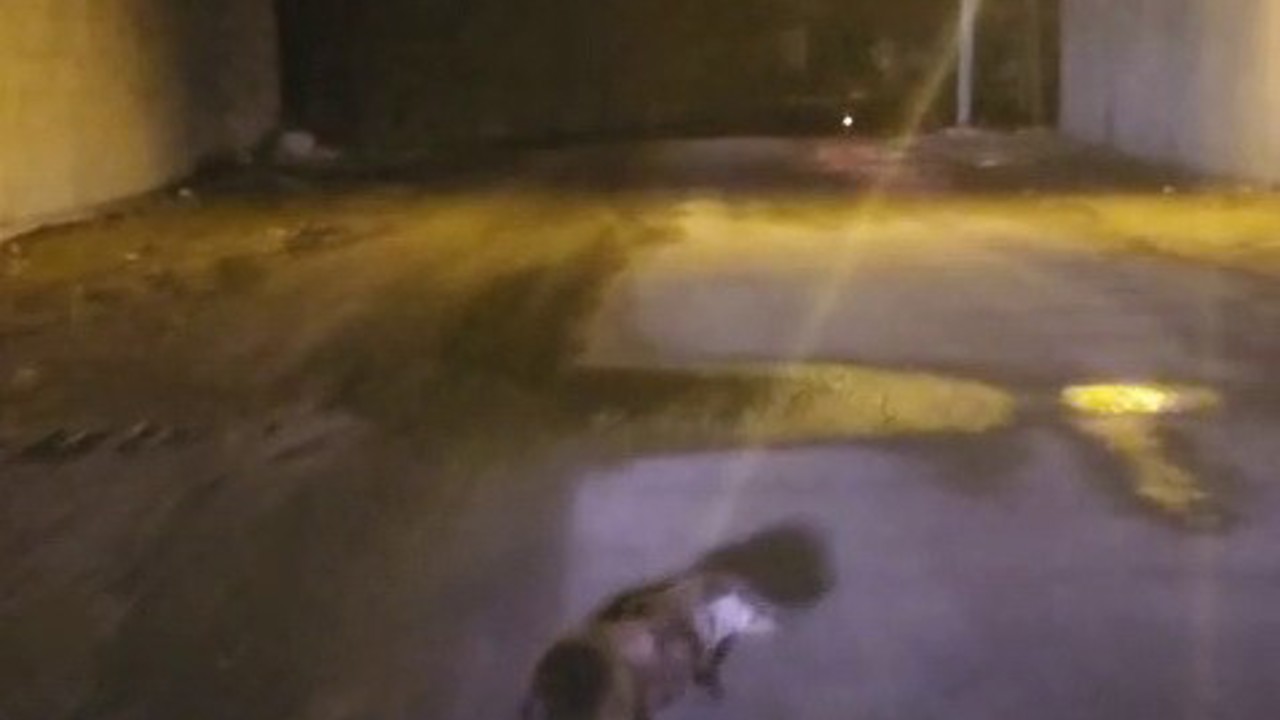 Yol ortasındaki su samuru görüntülendi
