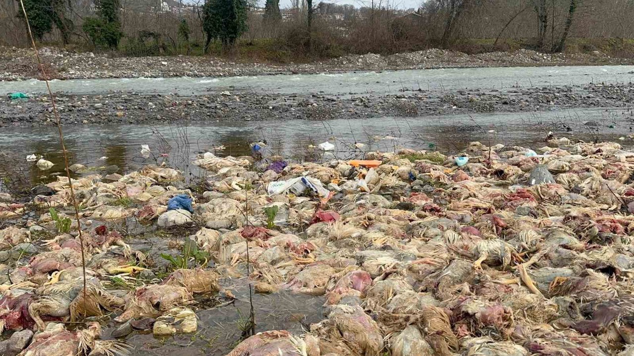 Alaplı’da çay yatağında onlarca tavuk ölüsü bulundu
