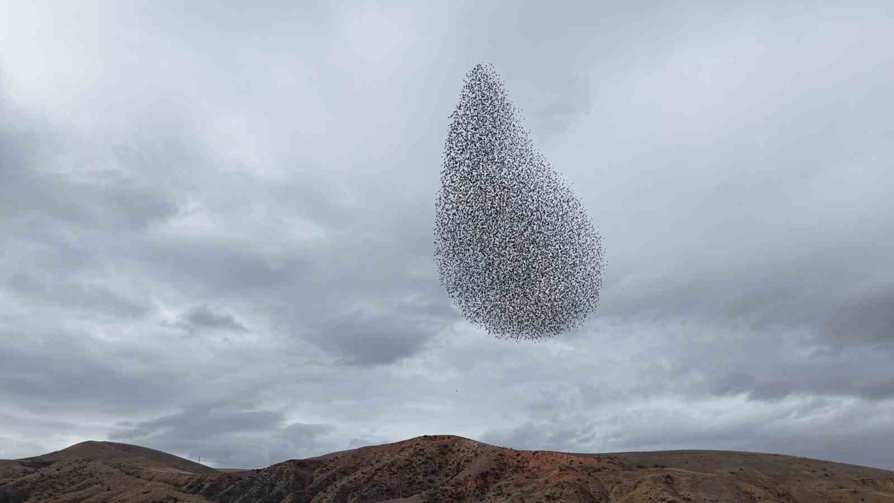 Sığırcık kuşlarından görsel şölen
