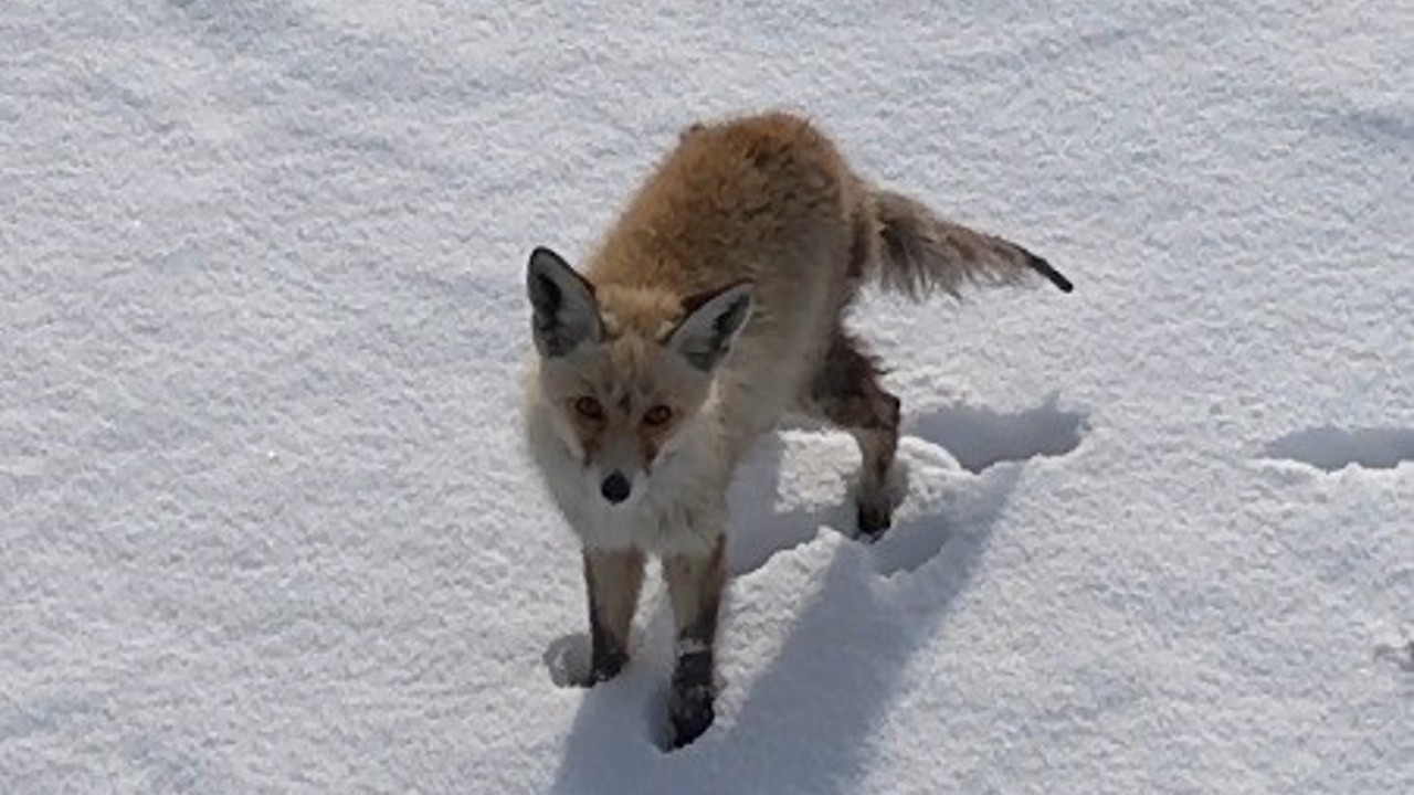 Kars’ta tilkinin dronla imtihanı: Önce baktı, sonra hızla kaçtı
