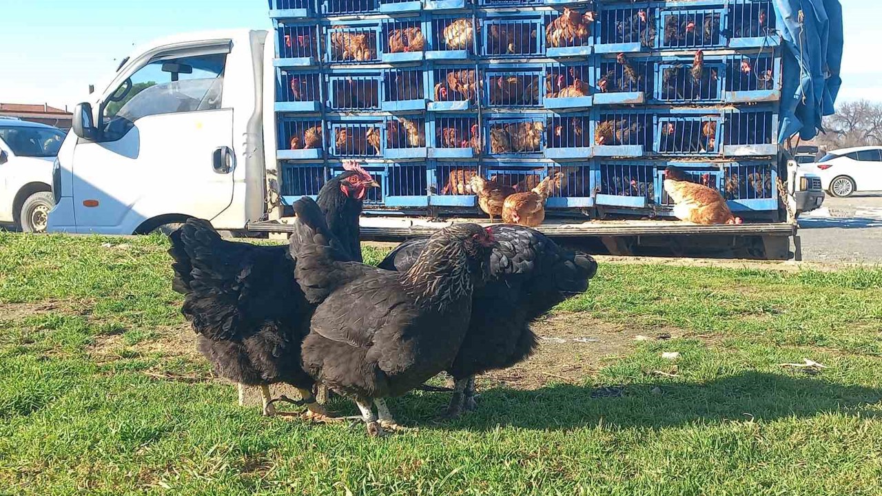 Köy köy gezerek canlı tavuk satıyor
