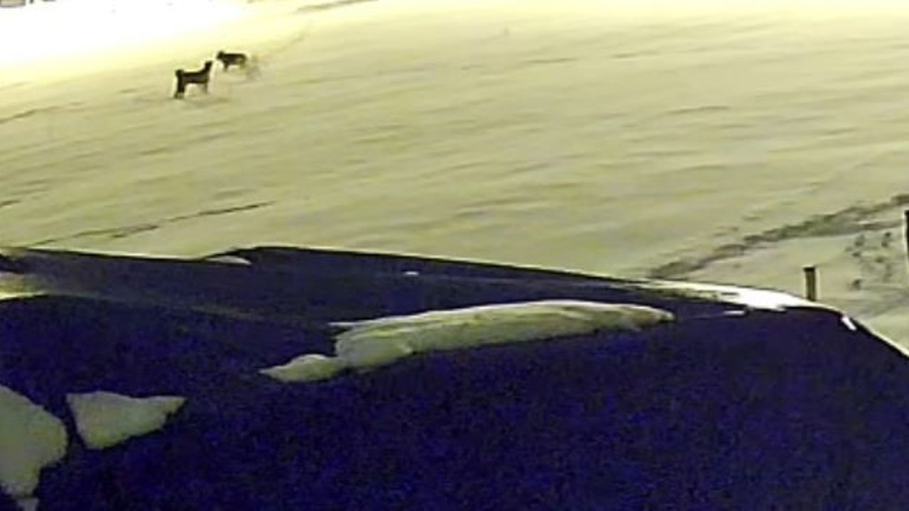 Kurtlarla dövüşen köpekten geriye postu kaldı
