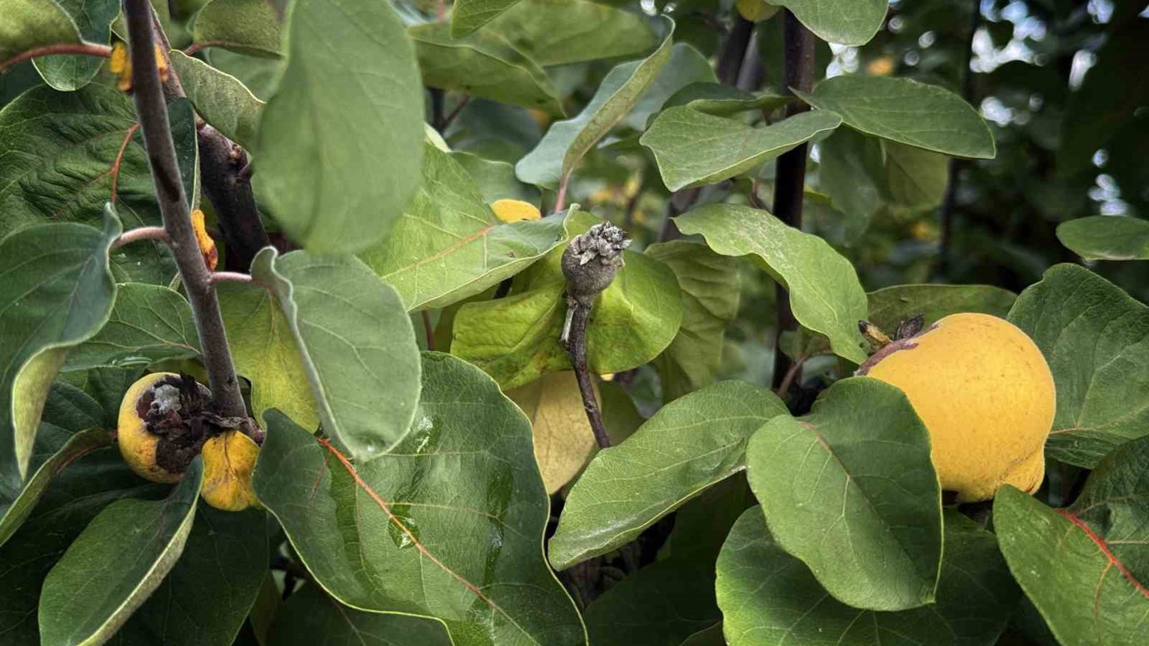 Bir yılda zirai dondan etkilenen üreticilere 54 milyon TL destek yapıldı
