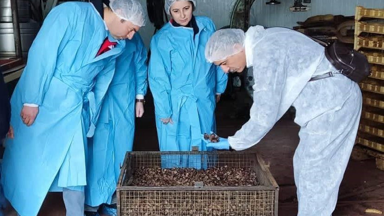 Mama hammadde üretim tesisinde inceleme
