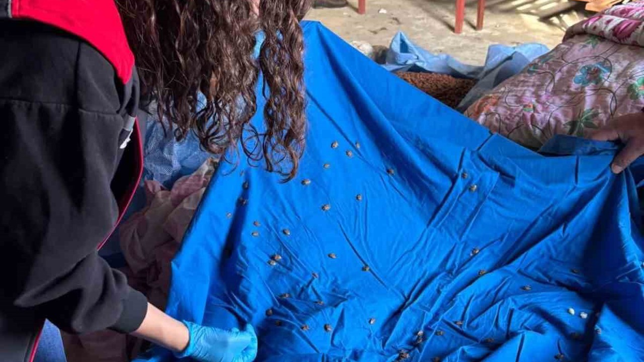 Samuray arısı üretiminde kullanılmak üzere kahverengi kokarca topluyorlar
