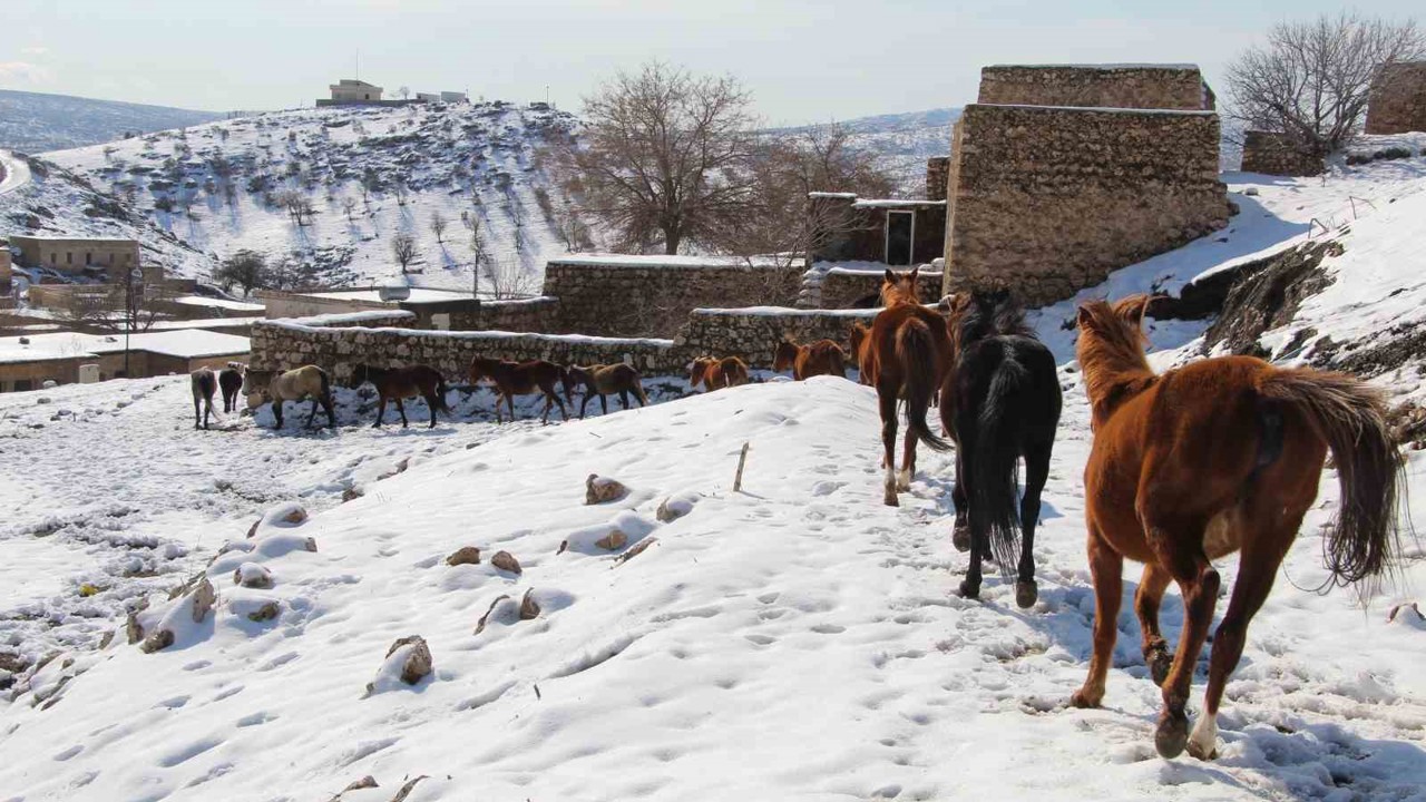 Yılkı atları fotoğrafçıların gözdesi oldu
