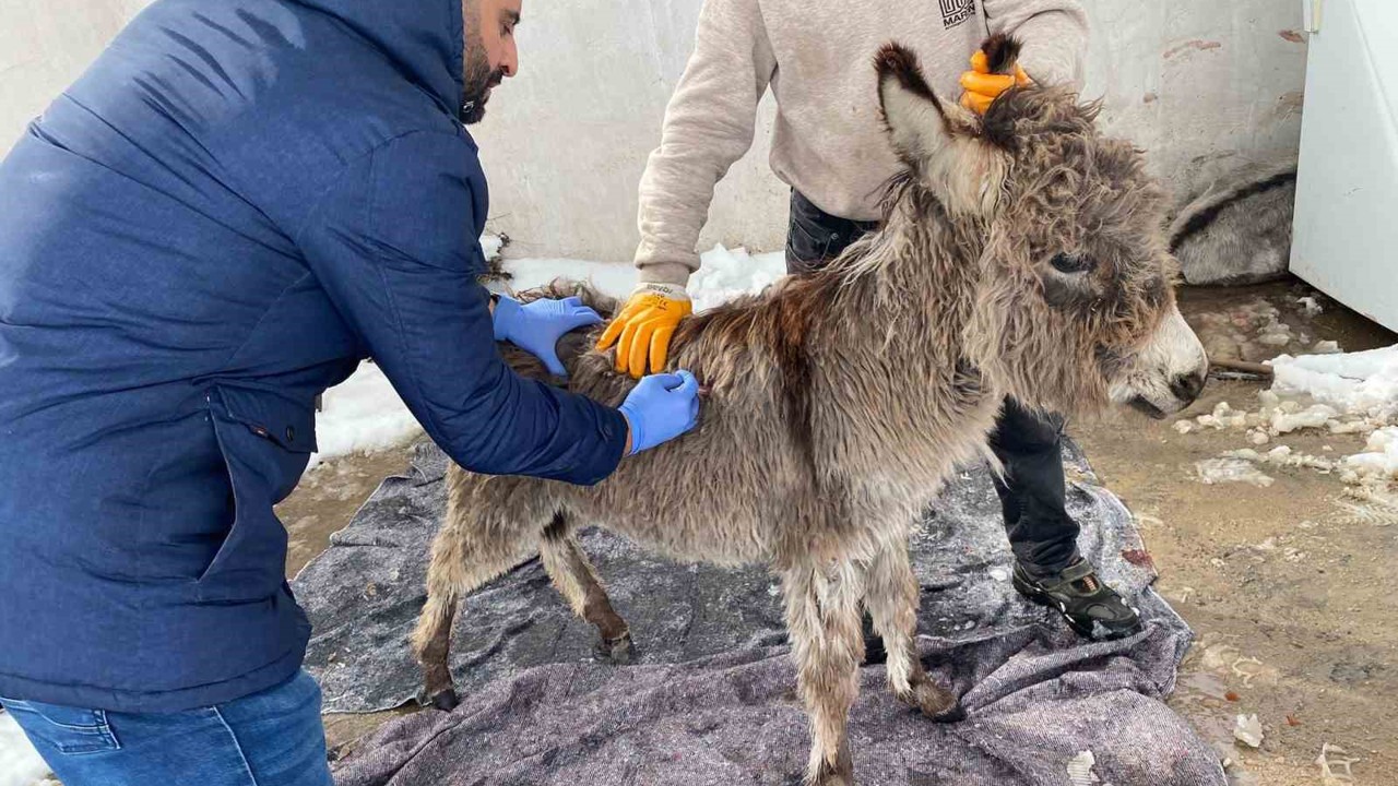 Mazıdağı Belediyesinin "sahip çıkıldı" dediği sıpa sokağa terk edildi

