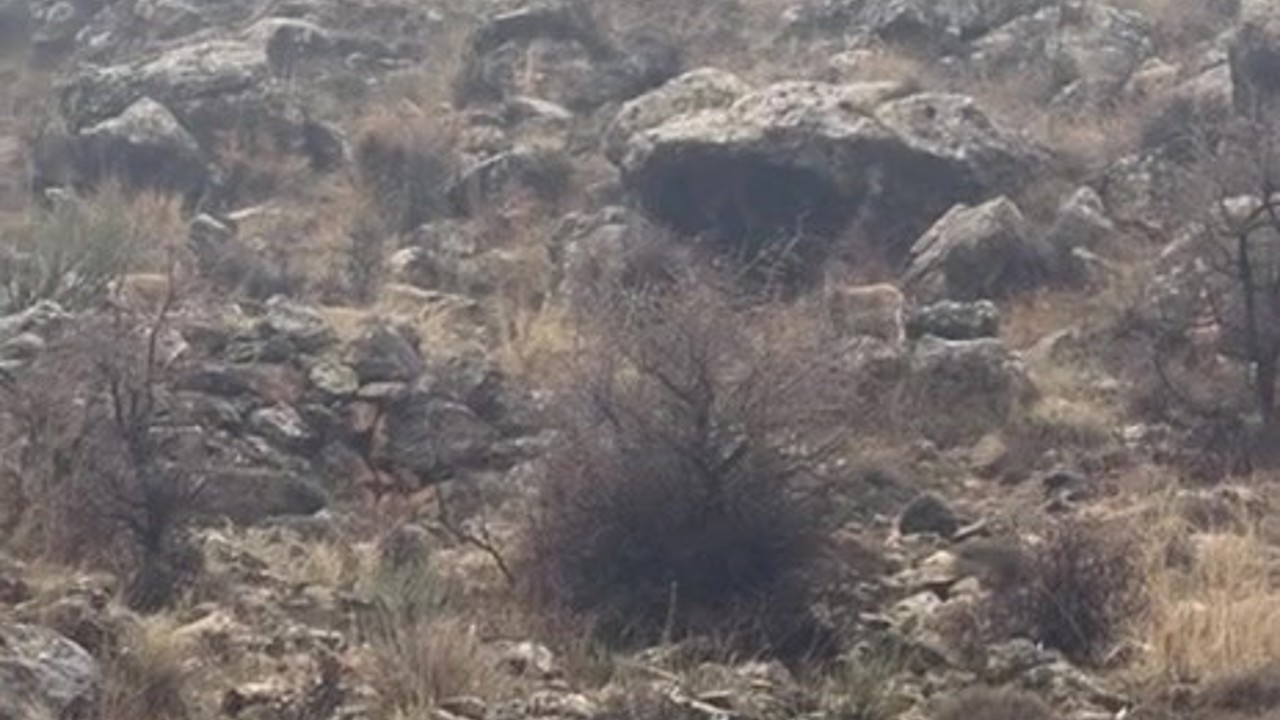 Hasankeyf’te örnek davranış: Sürücü durdu, dağ keçileri geçti
