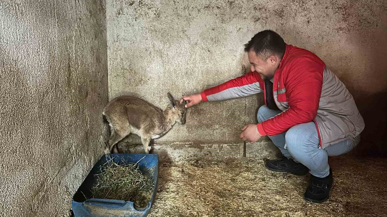 Bitkin halde bulunan yaban keçisi tedavi altına alındı
