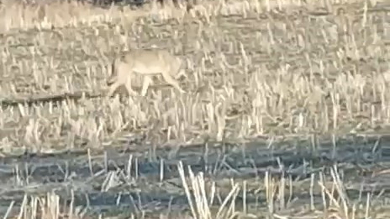 Aç kalan kurtlar yerleşim merkezine indi
