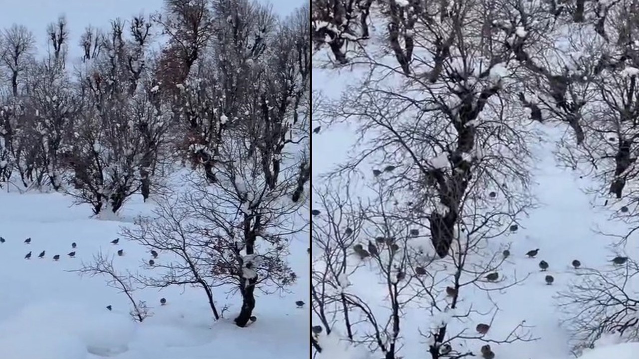 Hakkari’de onlarca keklik köye indi
