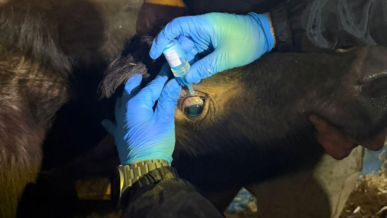 Vize’de büyükbaş hayvanların aşılanması çalışmaları devam ediyor
