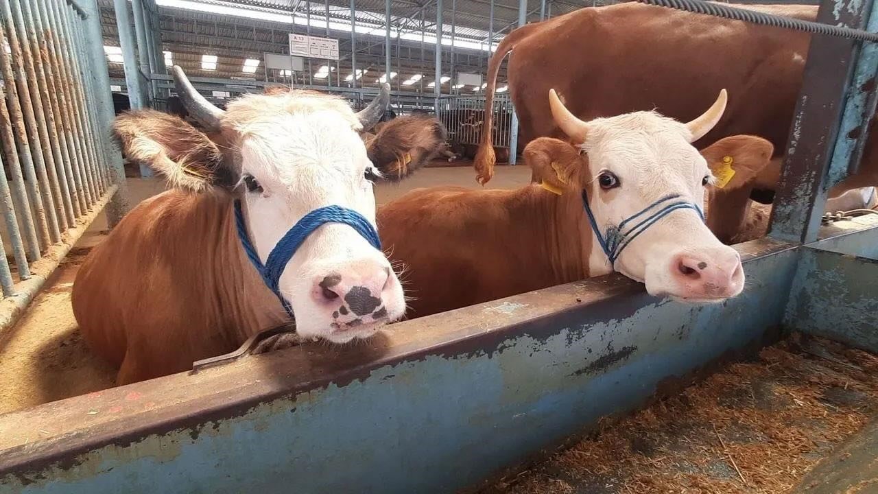 Köşk’te karantina kaldırıldı
