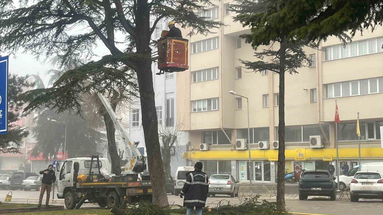 Şehir merkezinde riskli ağaçlara sepetli araçlı müdahale
