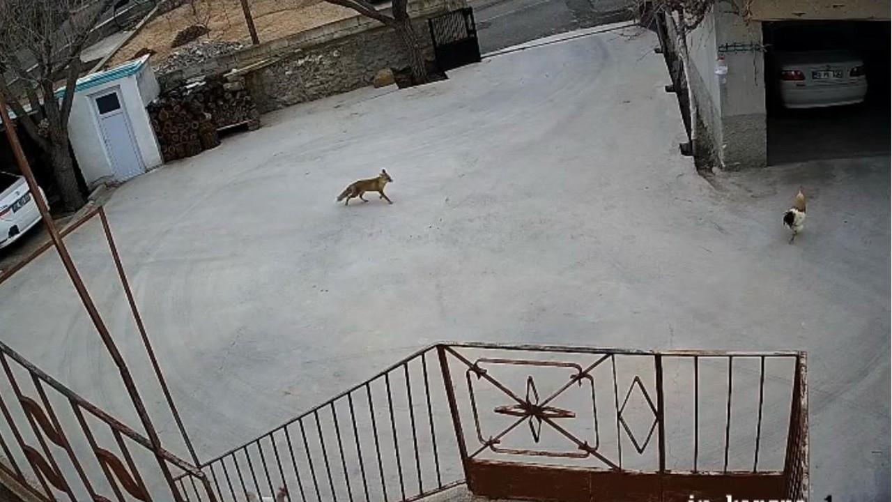 Nevşehir’de aç kalan tilki tavuklara saldırdı
