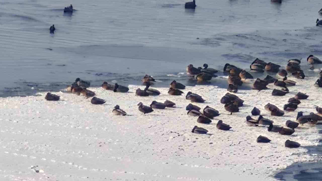 Sibirya soğukları yaban hayatını vurdu

