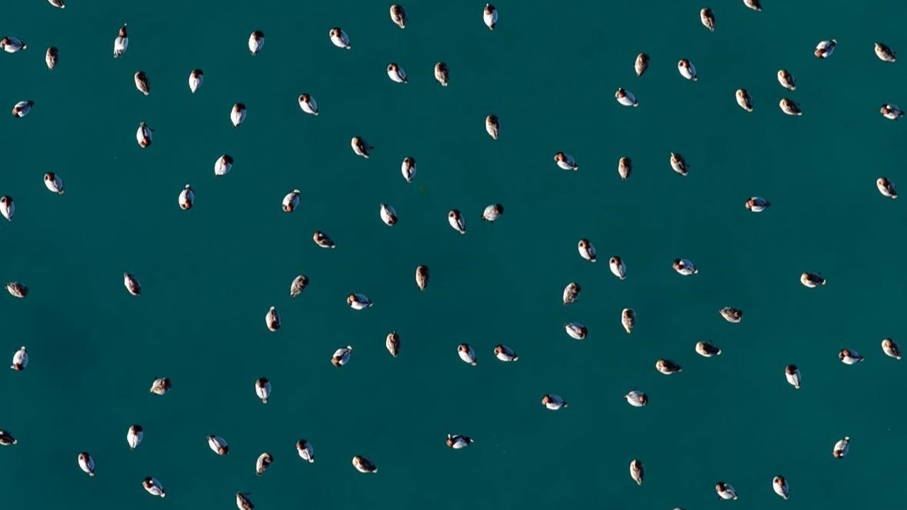 Elmabaş patka ördekleri Salda Gölü’nde havadan görüntülendi
