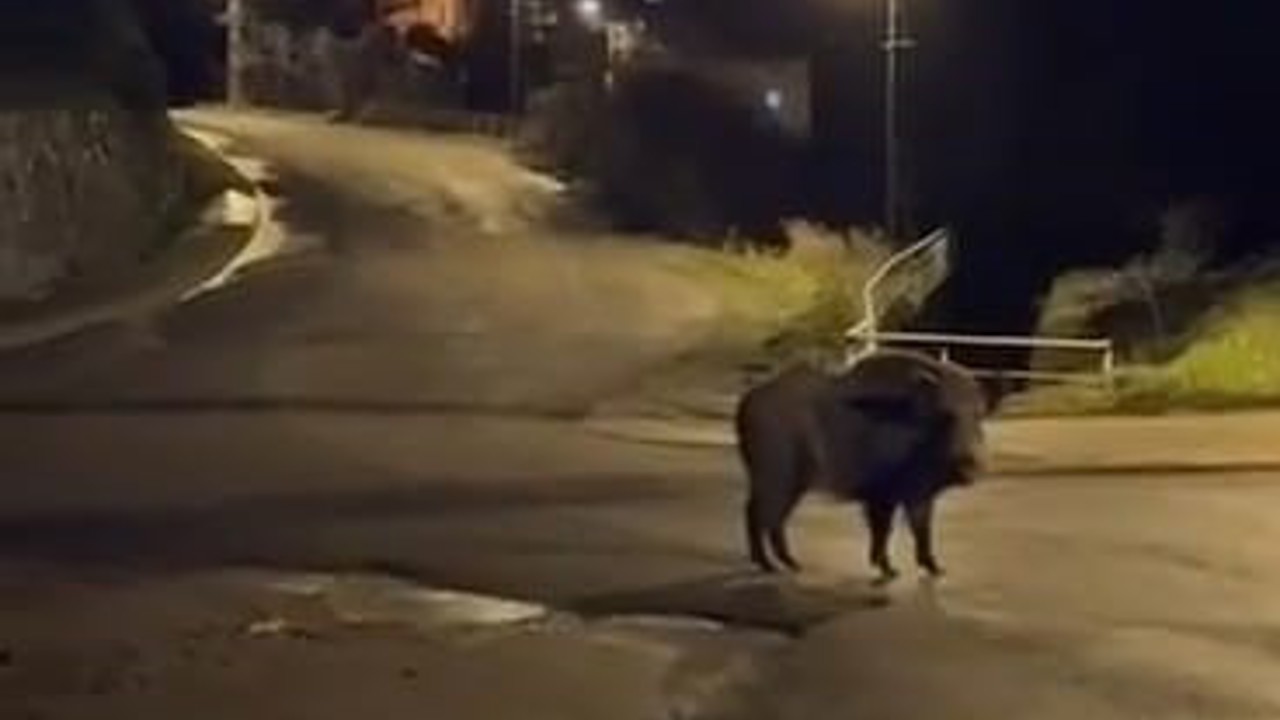 Yaban domuzları yerleşim alanında yiyecek aradı
