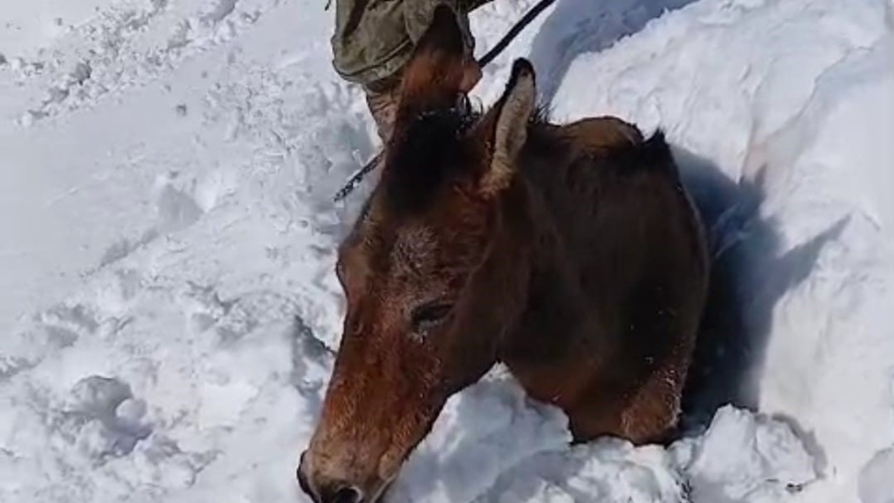 Dağda karda mahsur kalan katırlar kurtarıldı
