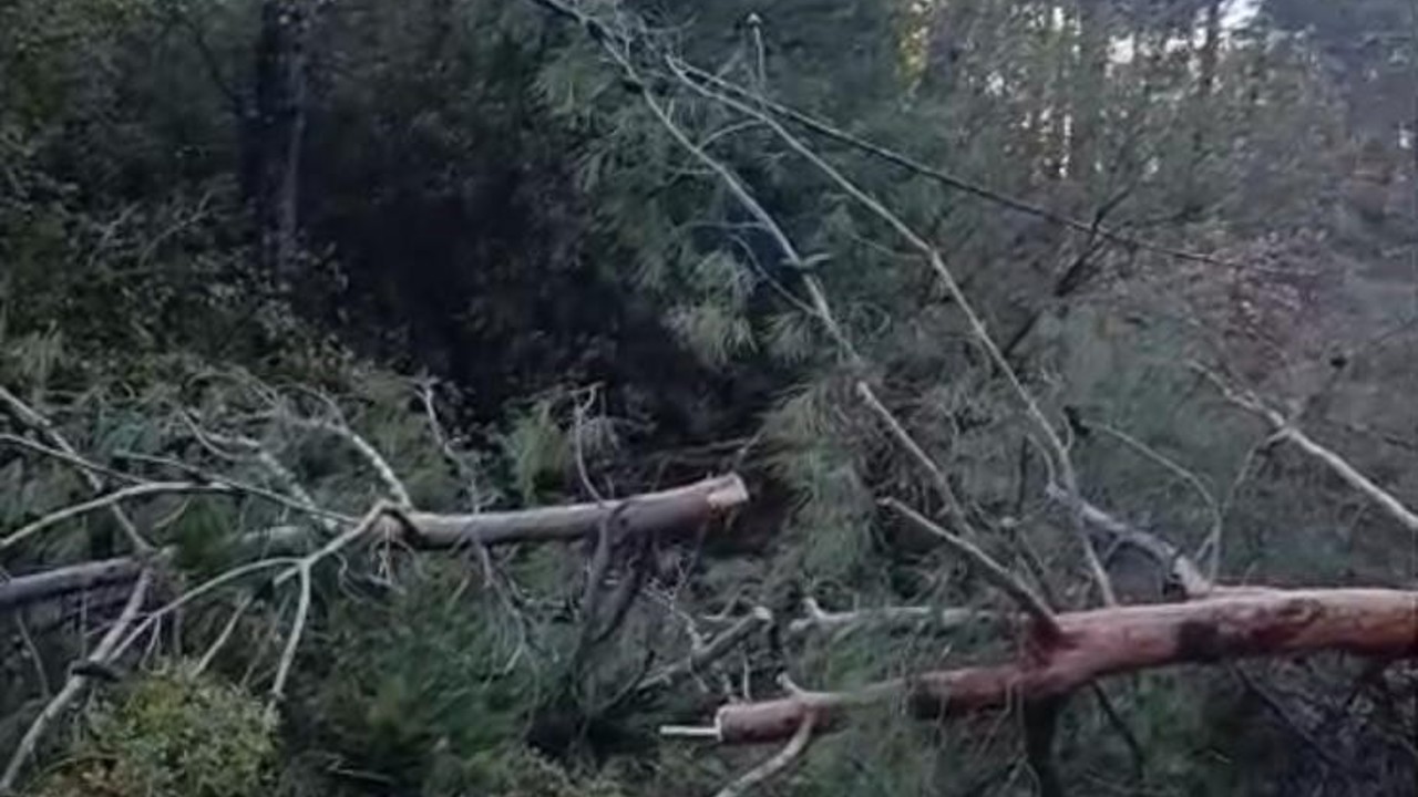 Buldan’da fırtınadan devrilen ağaçlar yolu kapattı
