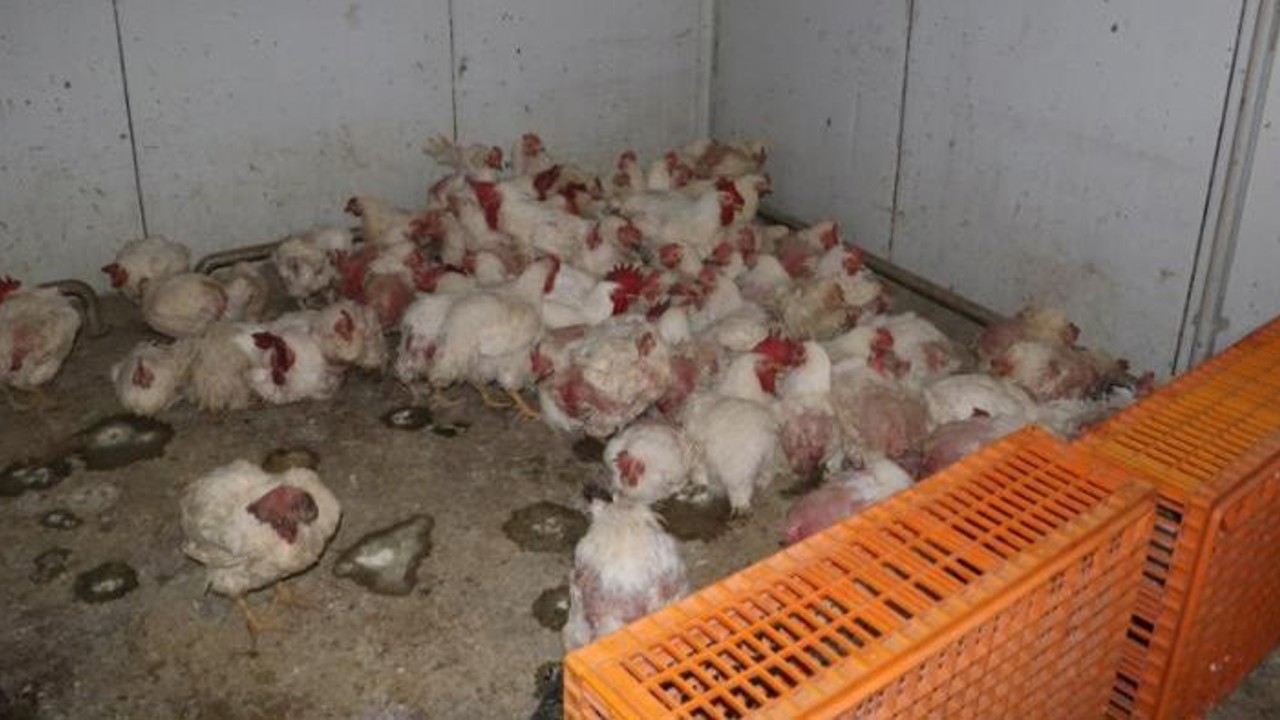 Sakarya’da tavuk çiftliğine biyogüvenlik kısıtlaması
