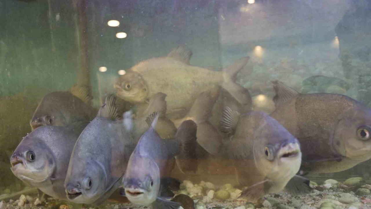 8 adet pirana balığı 12 yıldır kelle paçayla besleniyor
