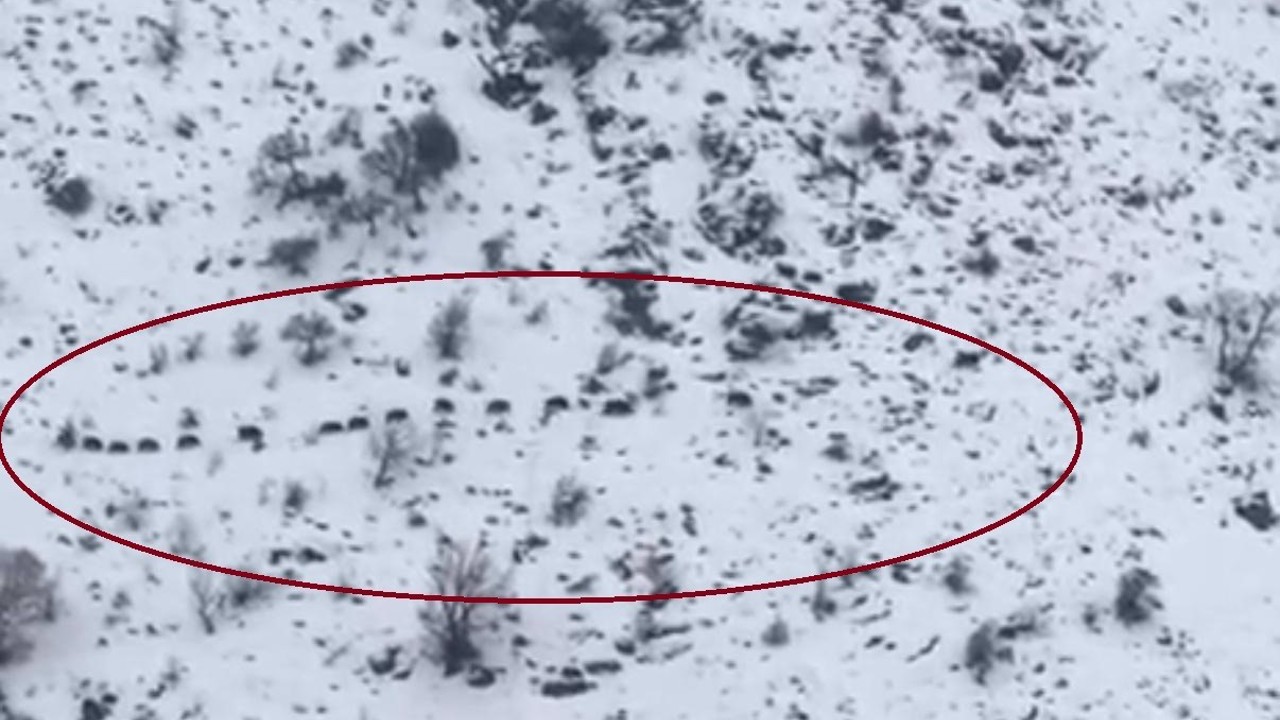 Diyarbakır’da sürü halinde gezen domuzlar görüntülendi
