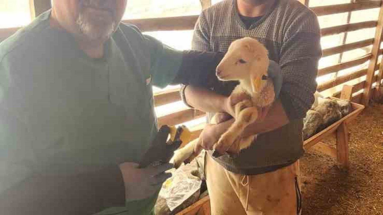 Tarım Müdürlüğü’nden Sazlı’da hayvan sağlığı mesaisi
