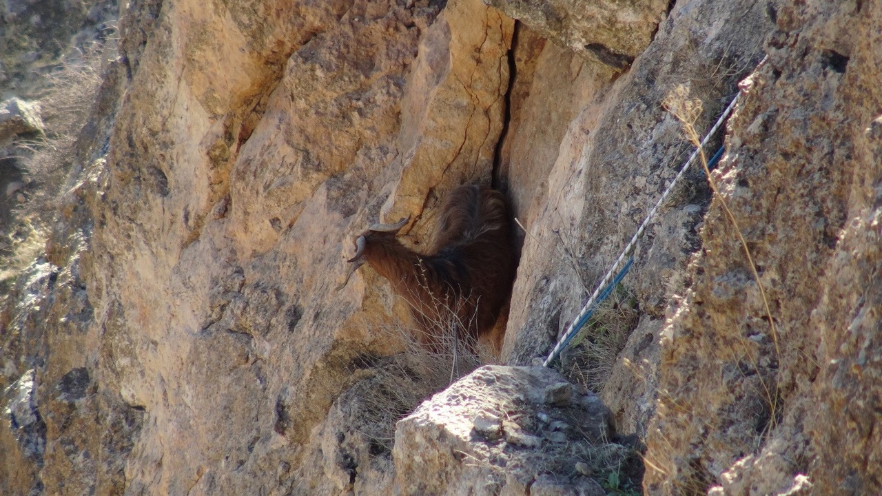 Hasankeyf’te 5 gündür mahsur kalan keçi kurtarıldı
