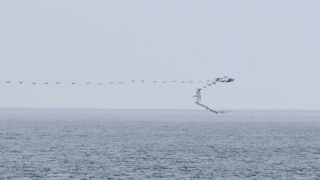 Göç yolundaki kuşların senkronize uçuşu Hopa’da görüntülendi
