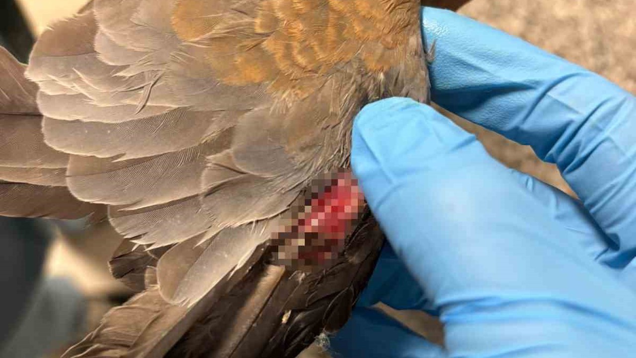 Büyükşehir ekipleri tüm canlılar için aynı özveriyle çalışıyor
