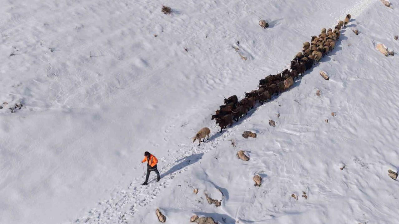 Mardin’de besicilerin zorlu ’kar’ mesaisi: Sürüler beyaz örtüde yol alıyor
