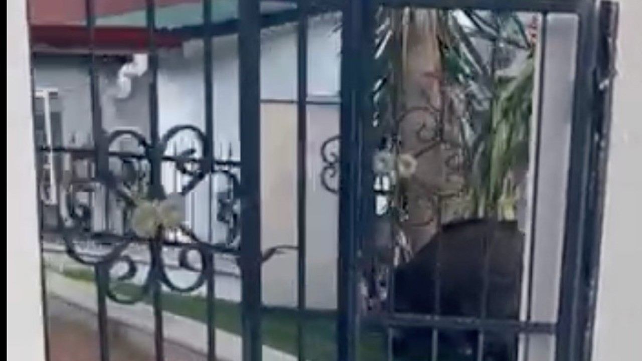 Marmaris Belediyesi’ne domuz davası
