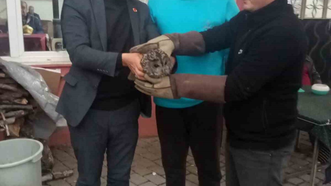 Kahvehane camına çarpan baykuş rehabilitasyona alındı
