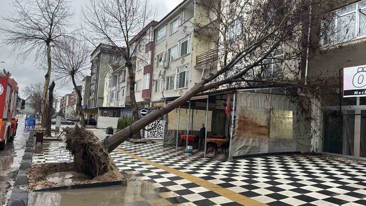 Muratlı’da ağaç kahvehanenin çatısına devrildi
