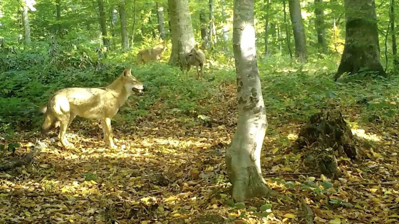 ’Kurtlar konseyi’ Uludağ’da toplandı
